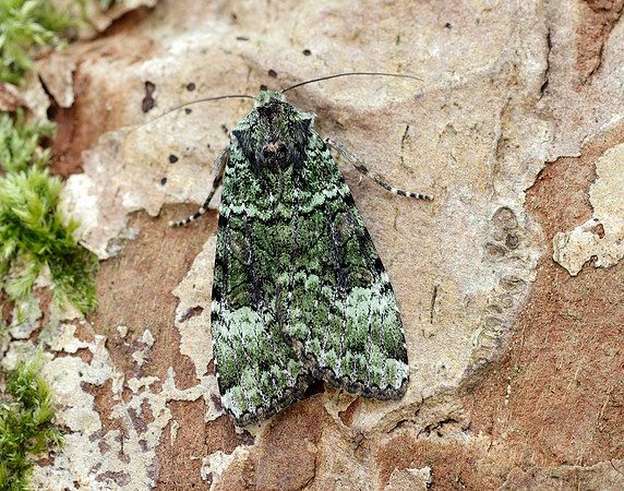 73.352 BF2138 Green Arches Anaplectoides prasina