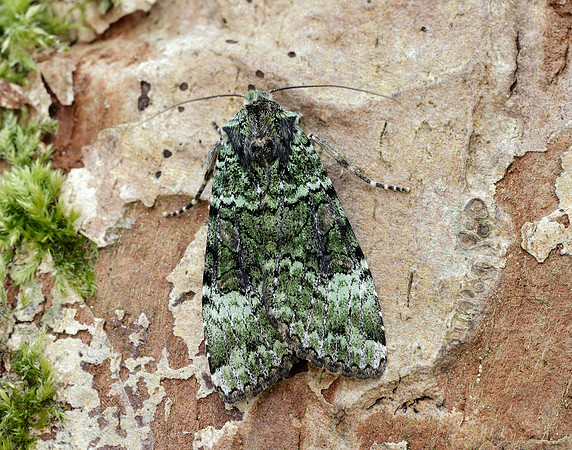 73.352 BF2138 Green Arches Anaplectoides prasina