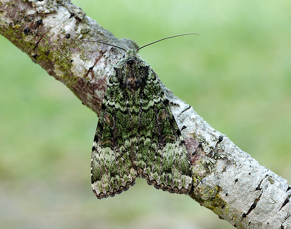 73.352 BF2138 Green Arches Anaplectoides prasina