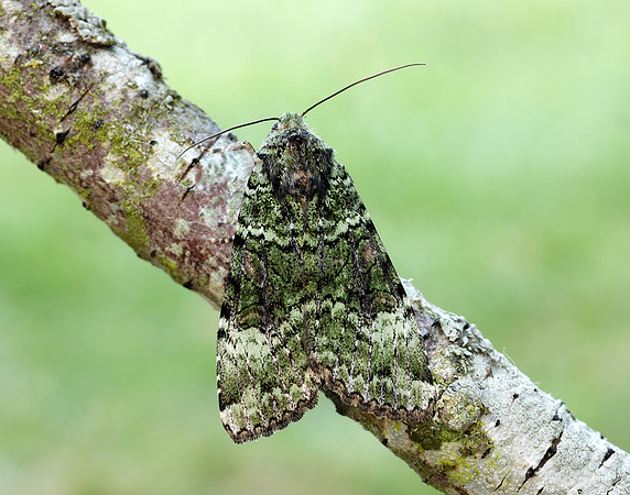 73.352 BF2138 Green Arches Anaplectoides prasina