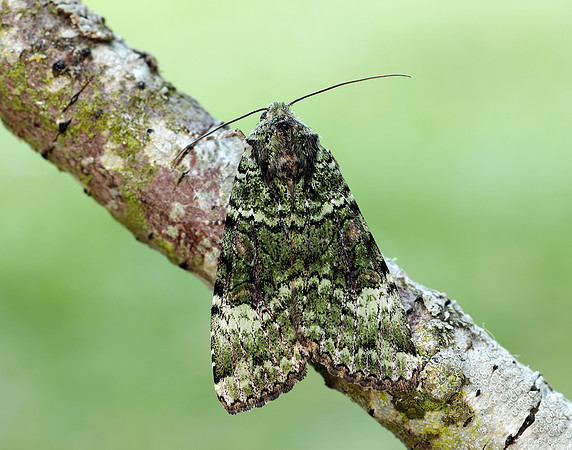 73.352 BF2138 Green Arches Anaplectoides prasina