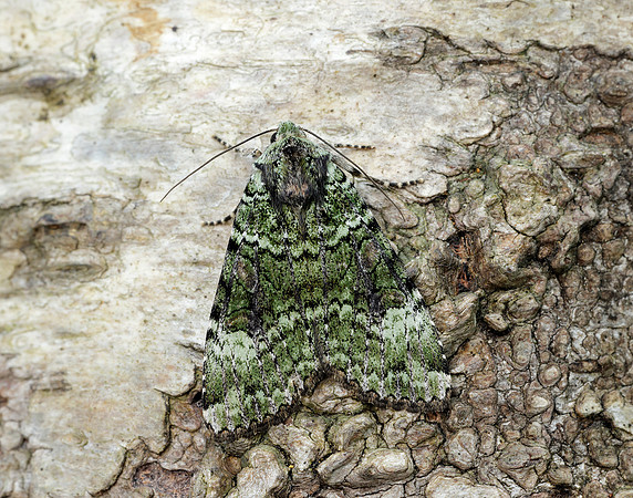 73.352 BF2138 Green Arches Anaplectoides prasina