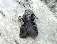 73.360 BF2127 Triple-spotted Clay Xestia ditrapezium