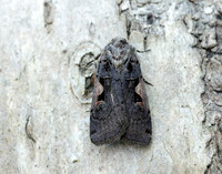 73.360 BF2127 Triple-spotted Clay Xestia ditrapezium