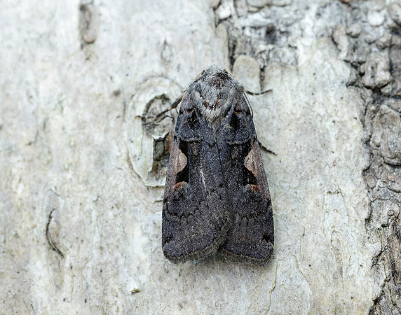 73.360 BF2127 Triple-spotted Clay Xestia ditrapezium