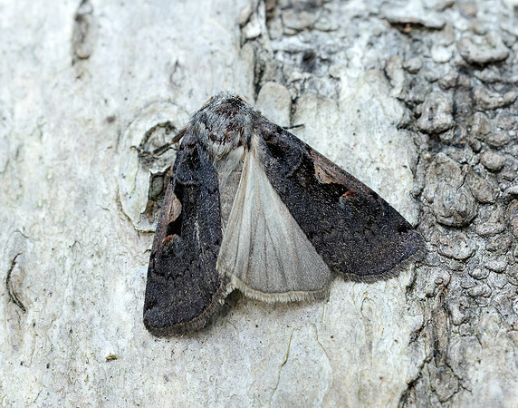 73.360 BF2127 Triple-spotted Clay Xestia ditrapezium