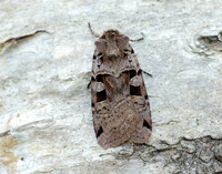 73.361 BF2128 Double Square-spot Xestia triangulum