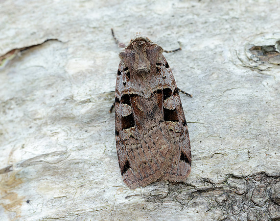 73.361 BF2128 Double Square-spot Xestia triangulum
