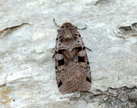 73.361 BF2128 Double Square-spot Xestia triangulum