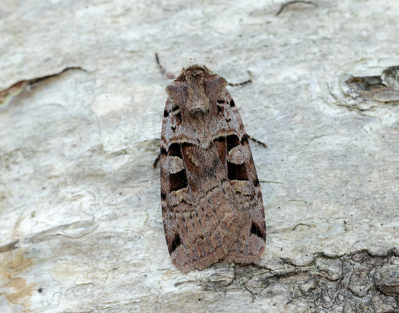 73.361 BF2128 Double Square-spot Xestia triangulum