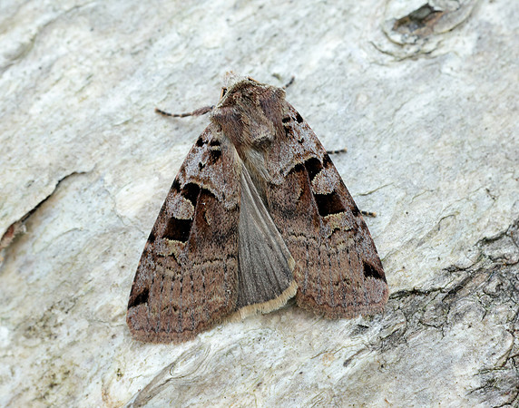 73.361 BF2128 Double Square-spot Xestia triangulum
