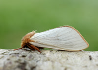 3.005 BF14 Ghost Moth Hepialus humuli