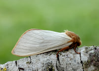 3.005 BF14 Ghost Moth Hepialus humuli
