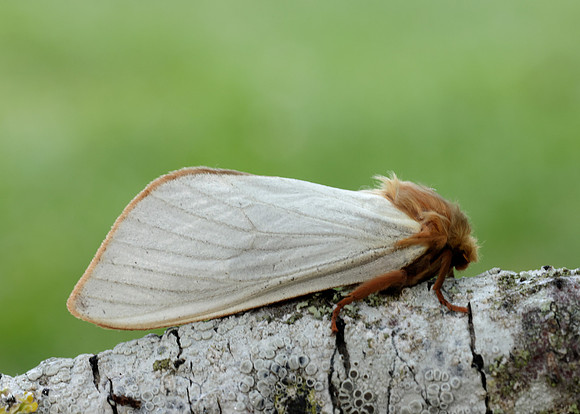 3.005 BF14 Ghost Moth Hepialus humuli