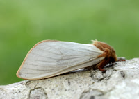 3.005 BF14 Ghost Moth Hepialus humuli