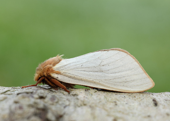 3.005 BF14 Ghost Moth Hepialus humuli