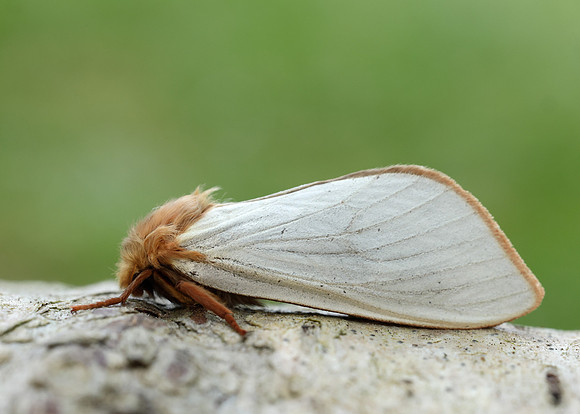 3.005 BF14 Ghost Moth Hepialus humuli