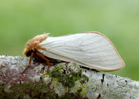 3.005 BF14 Ghost Moth Hepialus humuli