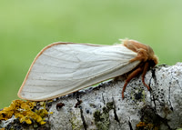 3.005 BF14 Ghost Moth Hepialus humuli