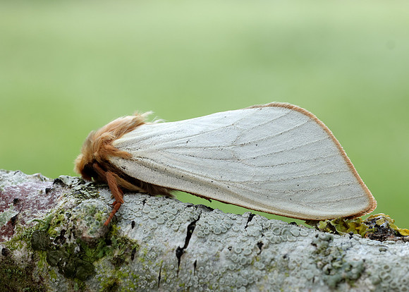 3.005 BF14 Ghost Moth Hepialus humuli