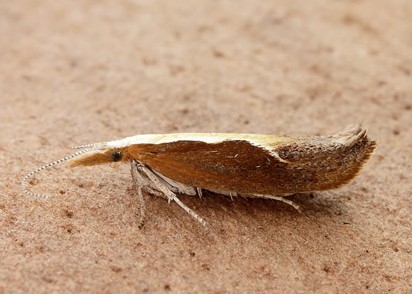 17.003 BF453 Honeysuckle Moth Ypsolopha dentella