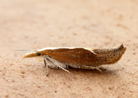 17.003 BF453 Honeysuckle Moth Ypsolopha dentella