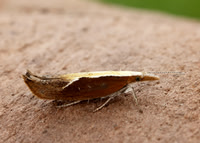 17.003 BF453 Honeysuckle Moth Ypsolopha dentella