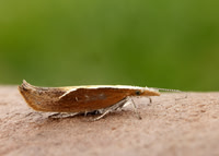 17.003 BF453 Honeysuckle Moth Ypsolopha dentella