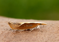 17.003 BF453 Honeysuckle Moth Ypsolopha dentella