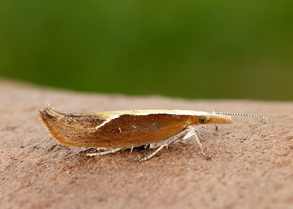 17.003 BF453 Honeysuckle Moth Ypsolopha dentella