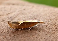17.003 BF453 Honeysuckle Moth Ypsolopha dentella