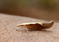 17.003 BF453 Honeysuckle Moth Ypsolopha dentella