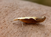 17.003 BF453 Honeysuckle Moth Ypsolopha dentella