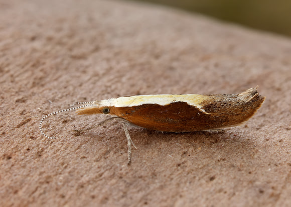 17.003 BF453 Honeysuckle Moth Ypsolopha dentella