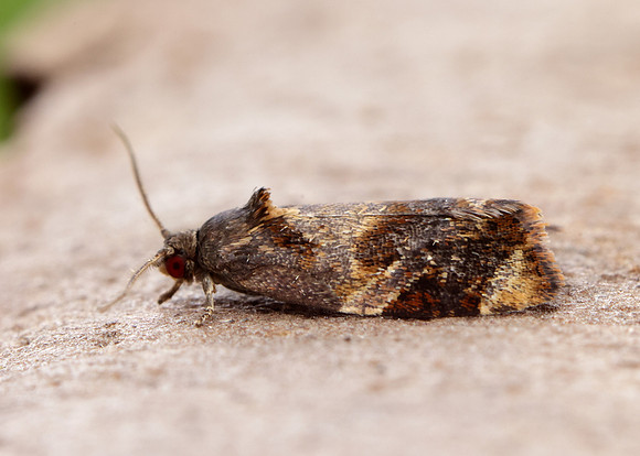 49.004 BF1010 Red-barred Tortrix Ditula angustiorana