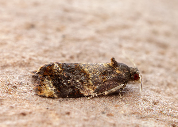 49.004 BF1010 Red-barred Tortrix Ditula angustiorana