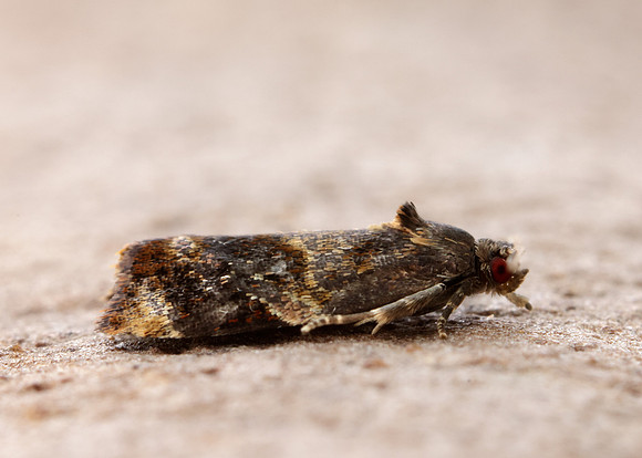 49.004 BF1010 Red-barred Tortrix Ditula angustiorana