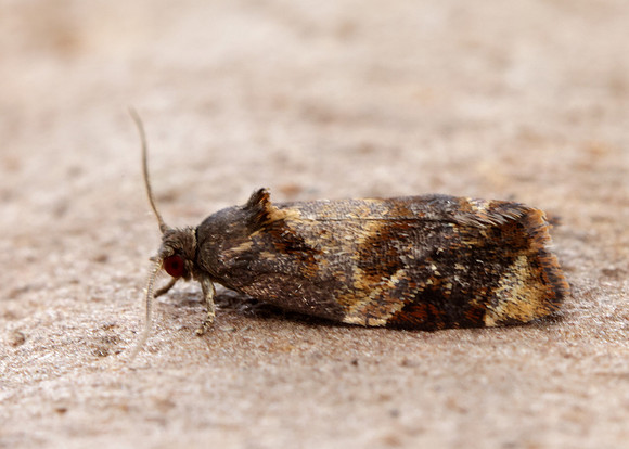 49.004 BF1010 Red-barred Tortrix Ditula angustiorana