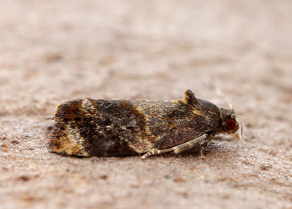 49.004 BF1010 Red-barred Tortrix Ditula angustiorana