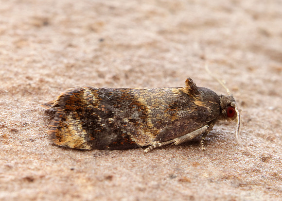 49.004 BF1010 Red-barred Tortrix Ditula angustiorana