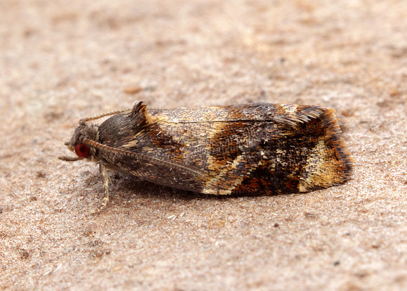 49.004 BF1010 Red-barred Tortrix Ditula angustiorana