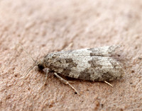 49.049 BF1024 Light Grey Tortrix Cnephasia incertana