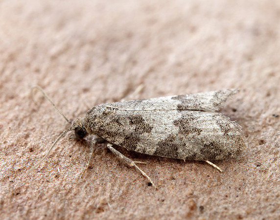 49.049 BF1024 Light Grey Tortrix Cnephasia incertana