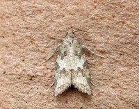 49.049 BF1024 Light Grey Tortrix Cnephasia incertana