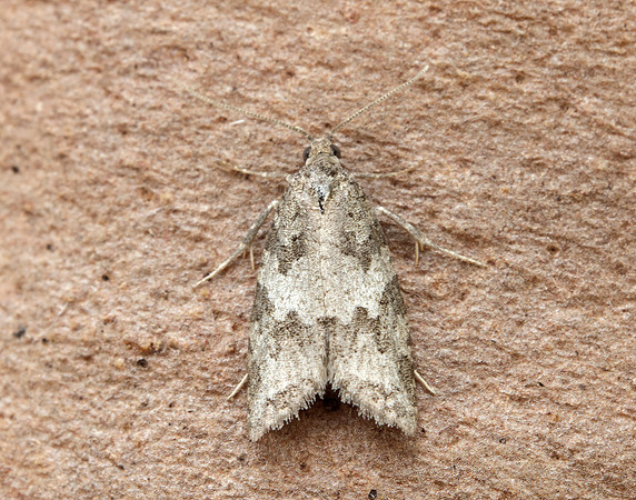 49.049 BF1024 Light Grey Tortrix Cnephasia incertana