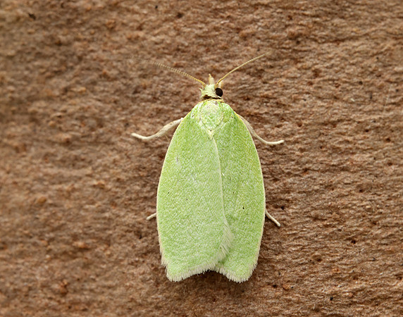 49.059 BF1033 Green Oak Tortrix Tortrix viridana