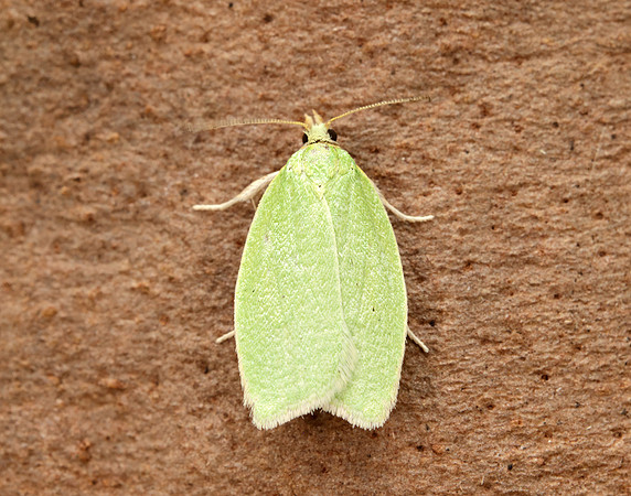 49.059 BF1033 Green Oak Tortrix Tortrix viridana