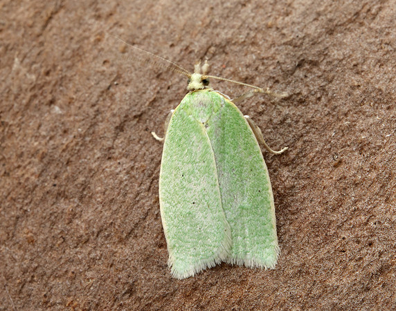 49.059 BF1033 Green Oak Tortrix Tortrix viridana