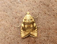 49.063 BF1035 Acleris bergmanniana