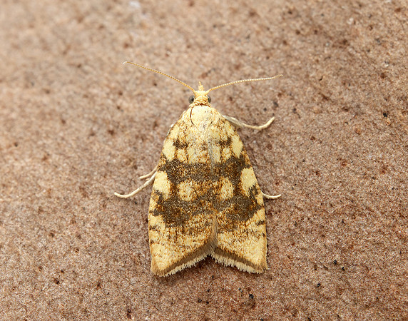 49.063 BF1035 Acleris bergmanniana